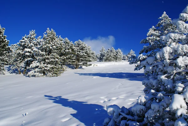 Winter landscape P — Stock Photo, Image