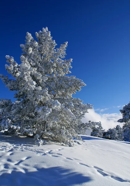 Noel ağacı b — Stok fotoğraf