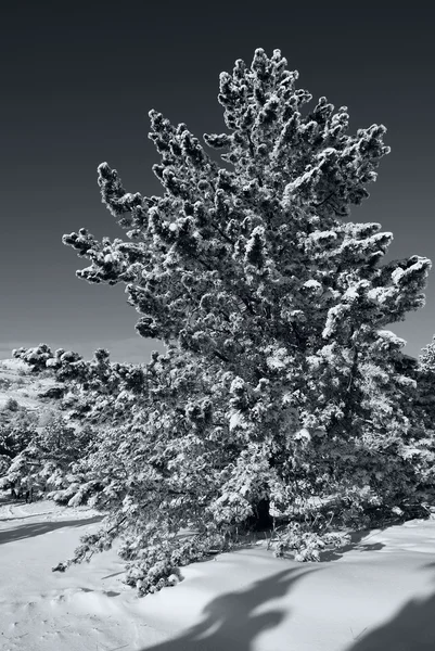 Alone pine — Stock Photo, Image