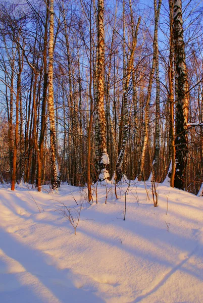 Vintern skog b — Stockfoto