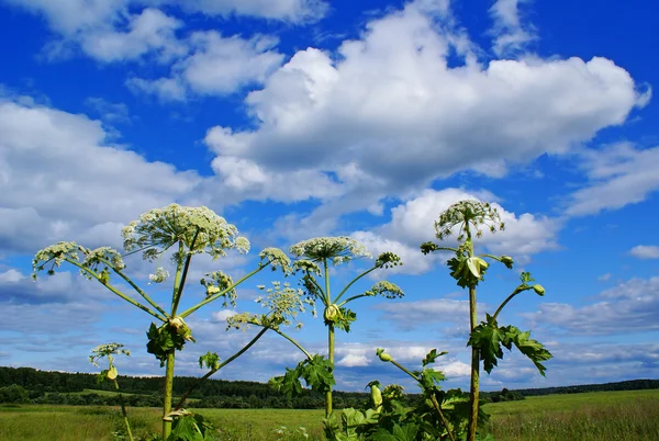 Heracleum sosnowsky