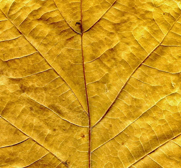 Дубового листя фону — стокове фото