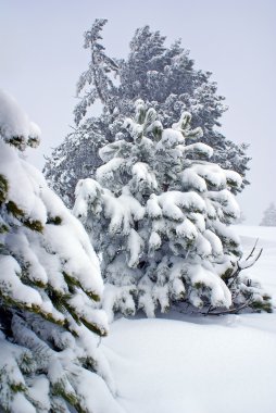 na sneeuwstormsonra kar fırtınası