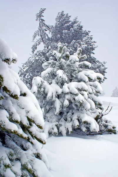 Na sneeuwstormsonra kar fırtınası — Stockfoto