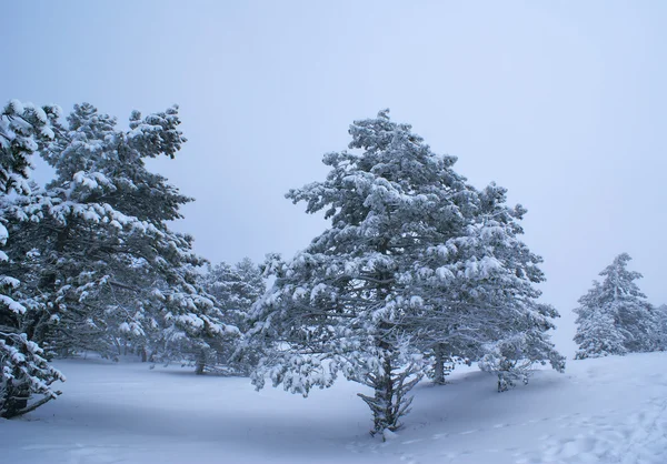 Sneeuwstorm — Stockfoto