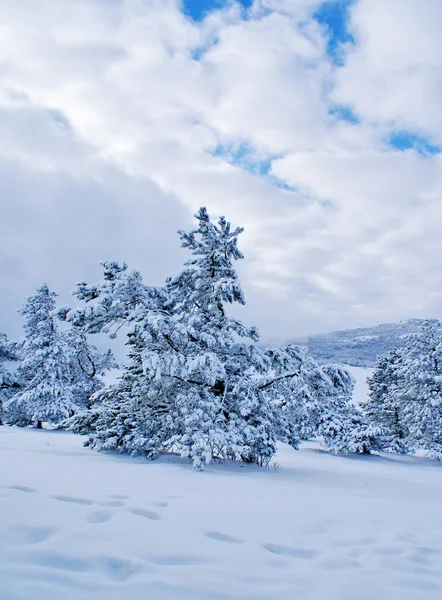 Na sneeuwstormsonra kar fırtınası — Stockfoto