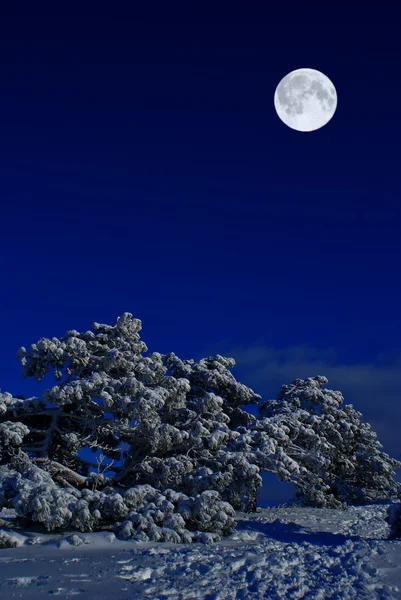 Moonlight gece — Stok fotoğraf