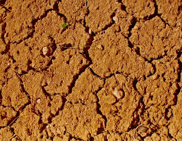 Suelo seco —  Fotos de Stock