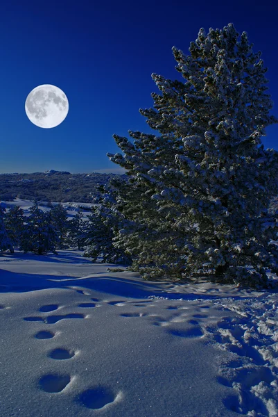 Лунная ночь — стоковое фото