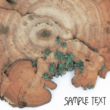 Bracket fungus background. clipart