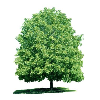 Isolated green chestnut tree clipart