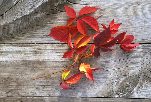 Folha de outono em madeira velha — Fotografia de Stock
