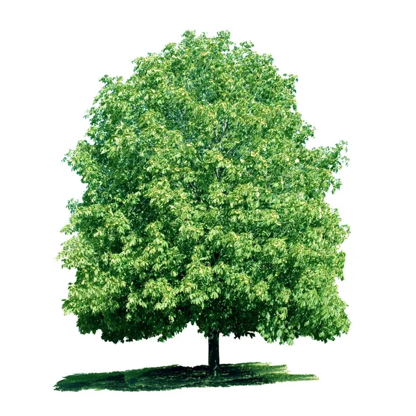 Isolierter grüner Kastanienbaum — Stockfoto