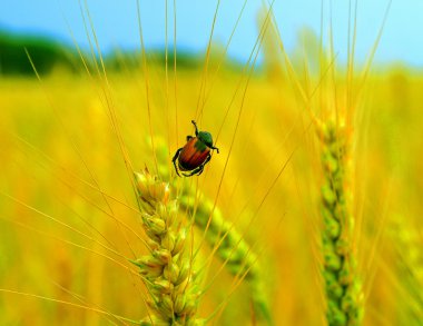 Bug on ear on yellow rye field. clipart