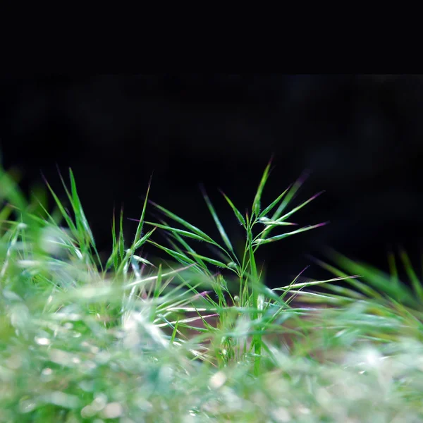 Hierba verde sobre fondo negro —  Fotos de Stock