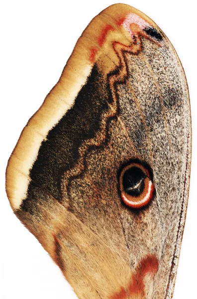 Kelebek kanadı — Stok fotoğraf