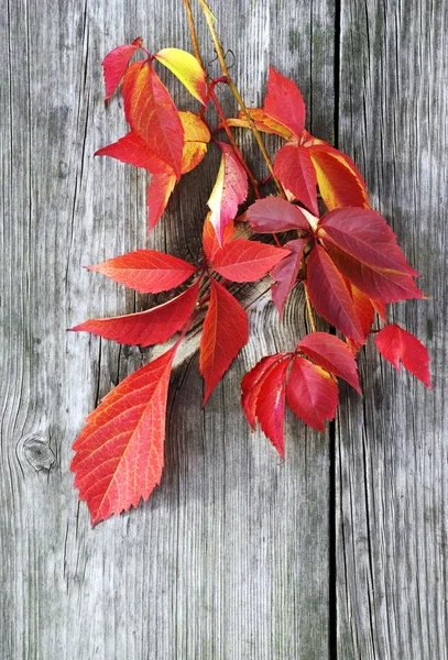 Jesienny liść na Stare drewno — Zdjęcie stockowe