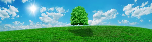 Groene boom op blauwe hemel onder de zon. — Stockfoto