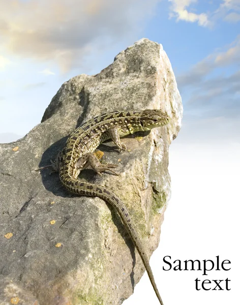 Lizard on rock, on blue sky — Stock Photo, Image