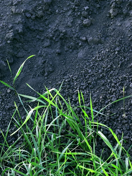 Green grass and soil background — Stock Photo, Image