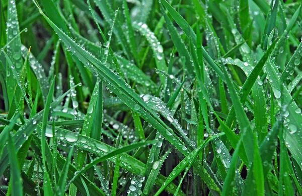 Gocce su sfondo verde erba . — Foto Stock