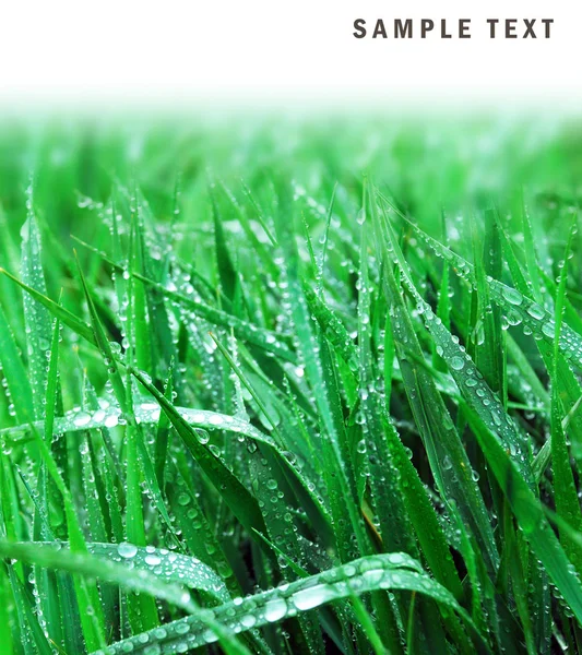 Droppar på grönt gräs bakgrund. — Stockfoto