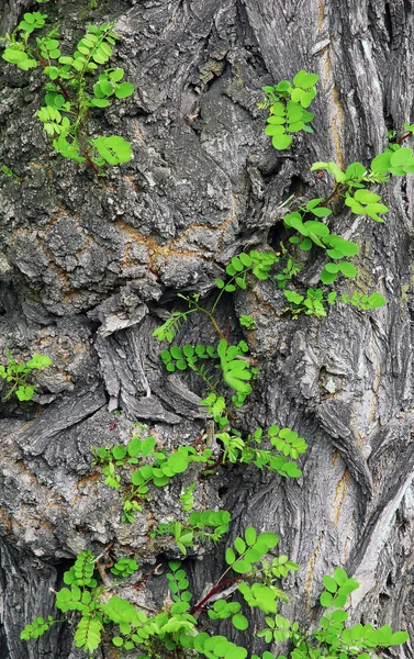 Fresh green leaf on an rough bark — Stock Photo, Image