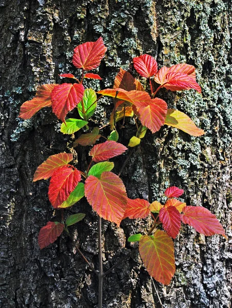Färska röda blad på en grov bark — Stockfoto