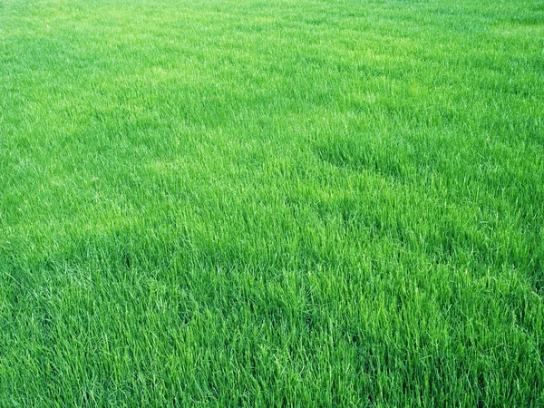 Yeşil Çimen Arkaplanı — Stok fotoğraf