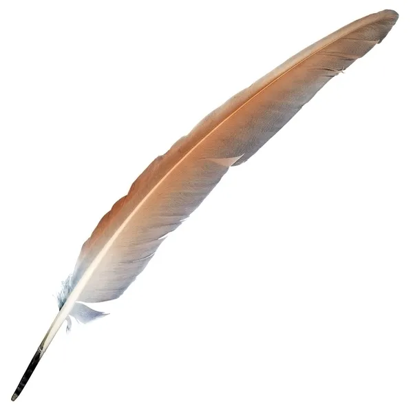 깃털 비둘기 — 스톡 사진