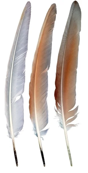 Tres plumas — Foto de Stock
