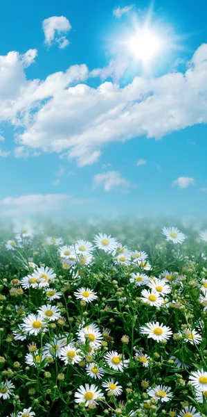 Flowers on blue sky. — Stock Photo, Image
