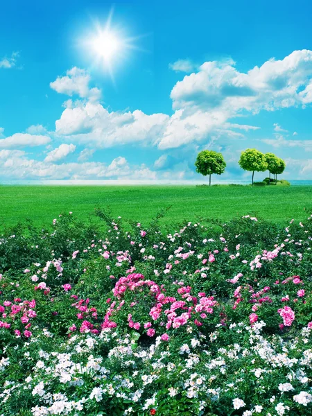 Mavi gökyüzünde yeşil bulvar — Stok fotoğraf