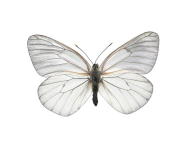 Black-veined White butterfly (Aporia cra clipart