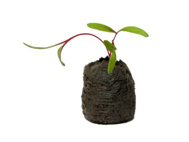 Seedling in a peat pot clipart