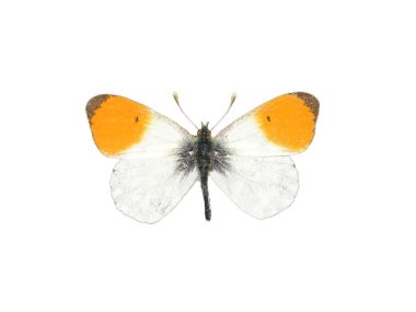 Orange tip (Anthocharis cardamines) clipart