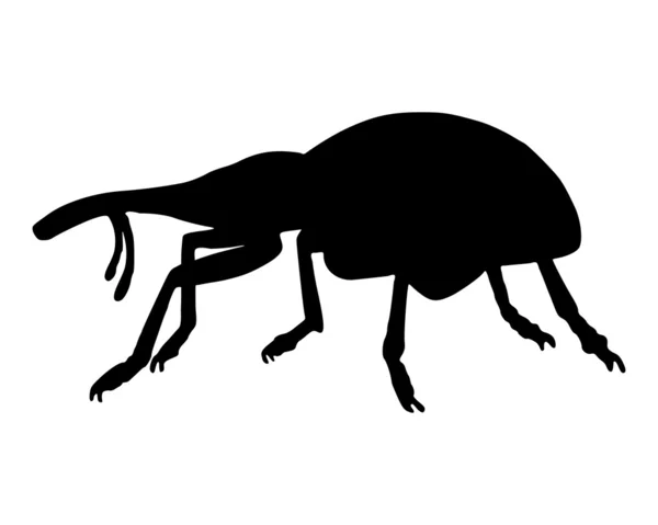 Weevil (Curculionidae) ) — Photo