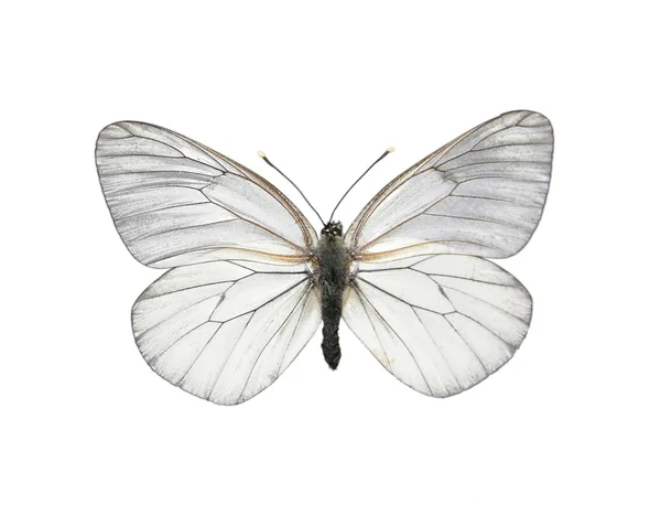 黒い縞模様のある白い蝶 (アポリア cra — ストック写真