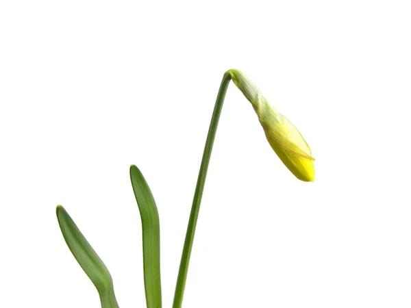 Bud από το daffodil (Νάρκισσος) — Φωτογραφία Αρχείου