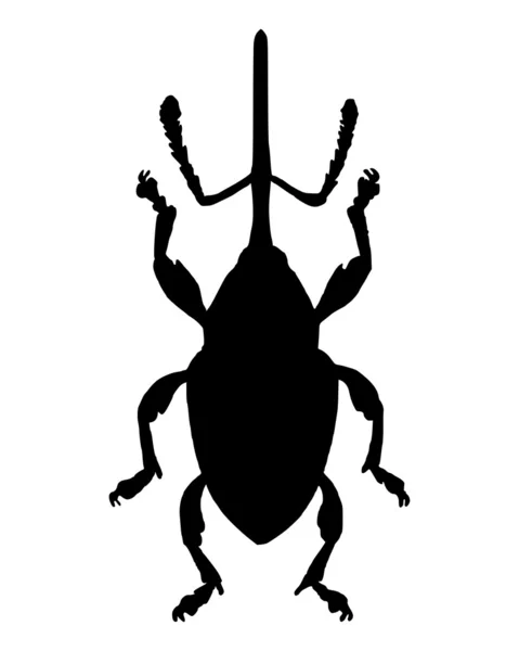 Weevil (Curculio nucum) — Stock Photo, Image