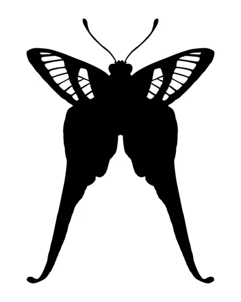 Τροπικά πεταλούδα — Φωτογραφία Αρχείου