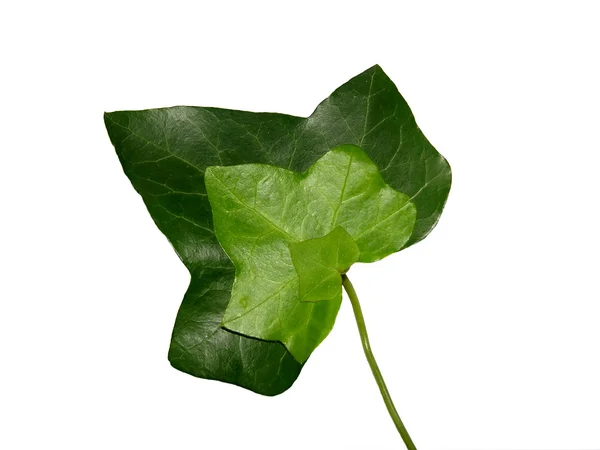 Drievoudig ivy blad — Stockfoto