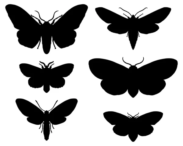 Moths — Stock Photo, Image