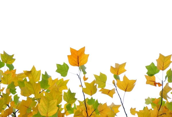 Geel en groen vallen bladeren — Stockfoto