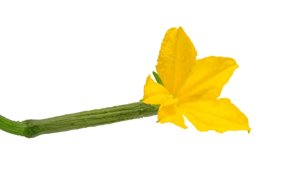 Pepino jovem com flor — Fotografia de Stock