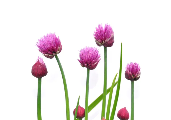 Onion flowers — Stock Photo, Image