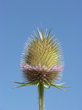 Thistle çiçek mavi gökyüzü daha önce