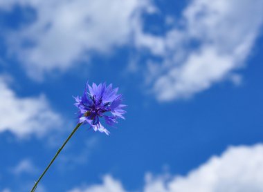 Peygamber (Centaurea cyanus)