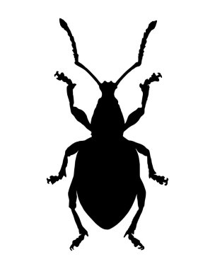 Weevil (Curculionidae)