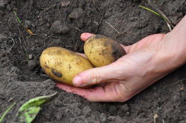 patates hasadı